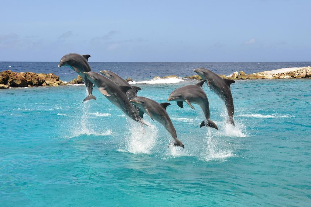 Dolphin Suites & Wellness Curacao Willemstad Ngoại thất bức ảnh